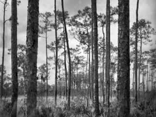 Beautiful landscape with Slash pine (Pinus elliottii) and Saw Palmetto Palm trees. (Serenoa repens) in the Florida Everglades National Park. Captured with an analog 8 x 10" large format camera.