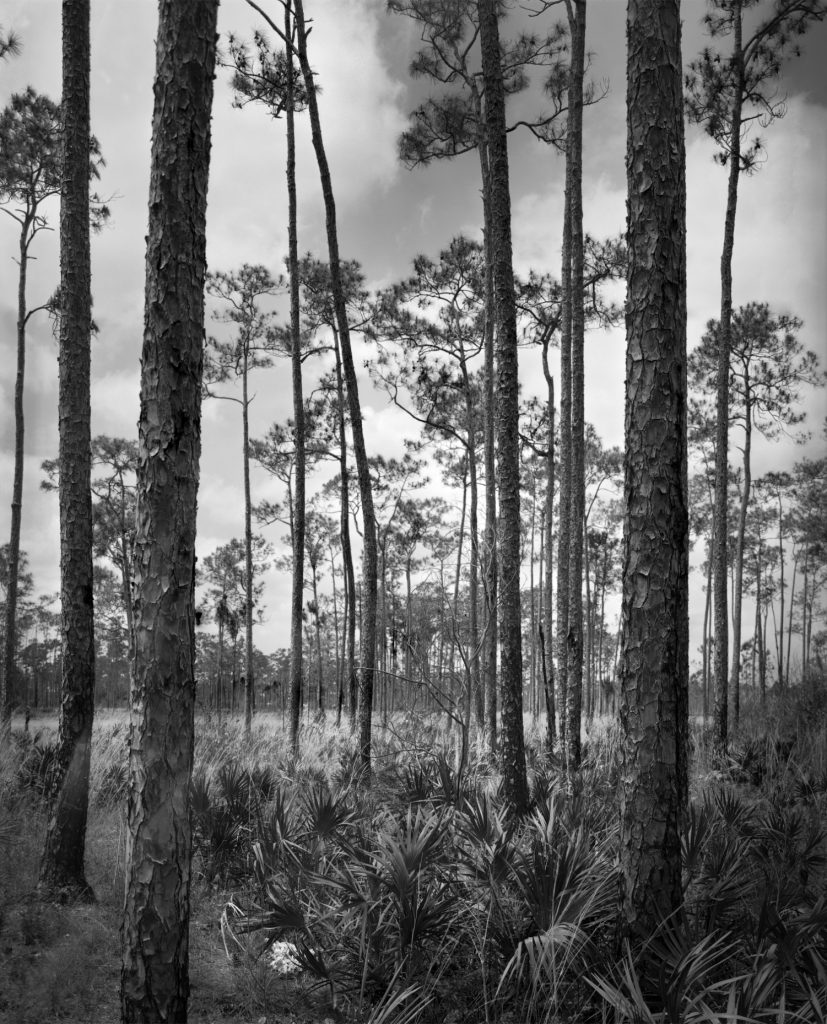 Beautiful landscape with Slash pine (Pinus elliottii) and Saw Palmetto Palm trees. (Serenoa repens) in the Florida Everglades National Park. Captured with an analog 8 x 10" large format camera.