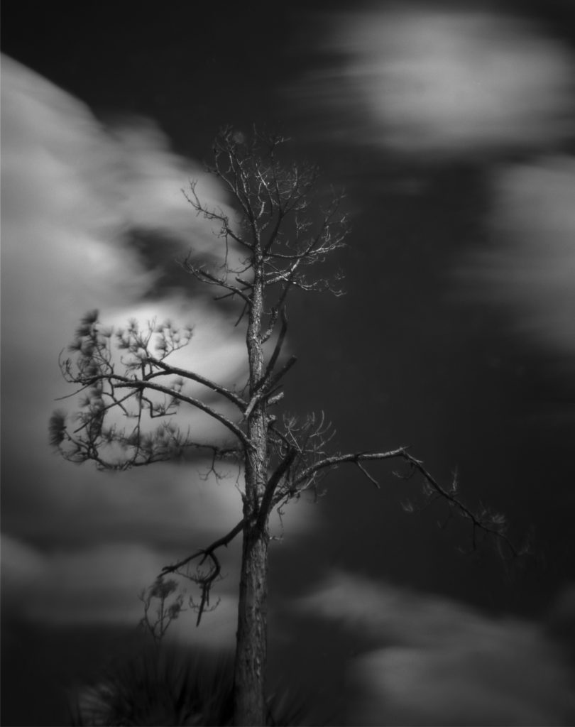 A solitary pine tree in the Everglades National Park stands against a dramatic sky, surrounded by swiftly moving clouds captured in a long exposure. The stark contrast of the dark branches and blurred clouds creates a haunting, ethereal atmosphere. Captured on 4 x 5" sheet film with a pinhole camera