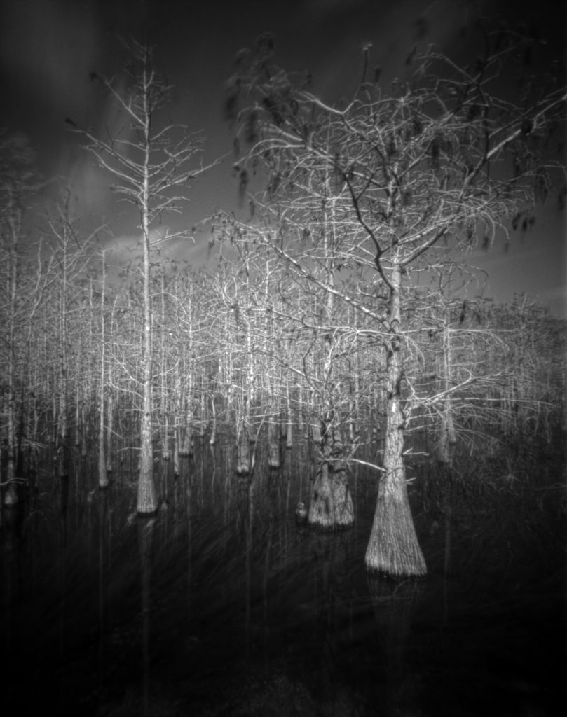 A misty swamp landscape features tall, bare trees standing in shallow water, creating a mysterious and eerie atmosphere. The monochromatic tones enhance the ethereal quality of the scene. Captured with a 4 x 5" sheetfilm pinhole camera