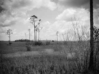 View of a prairie and slash pines in the Everglades National Park, Captured on film