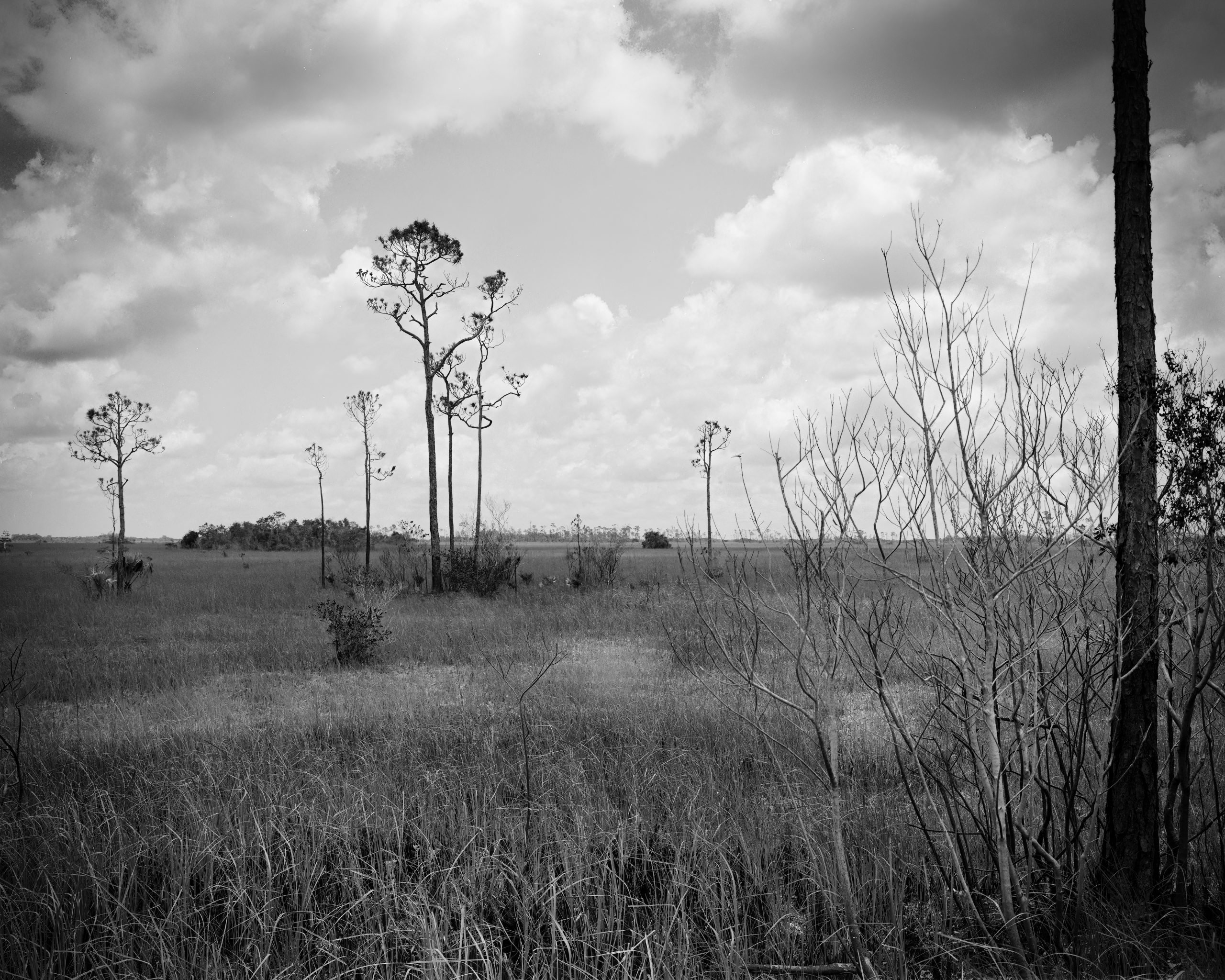 View of a prairie and slash pines in the Everglades National Park, Captured on film