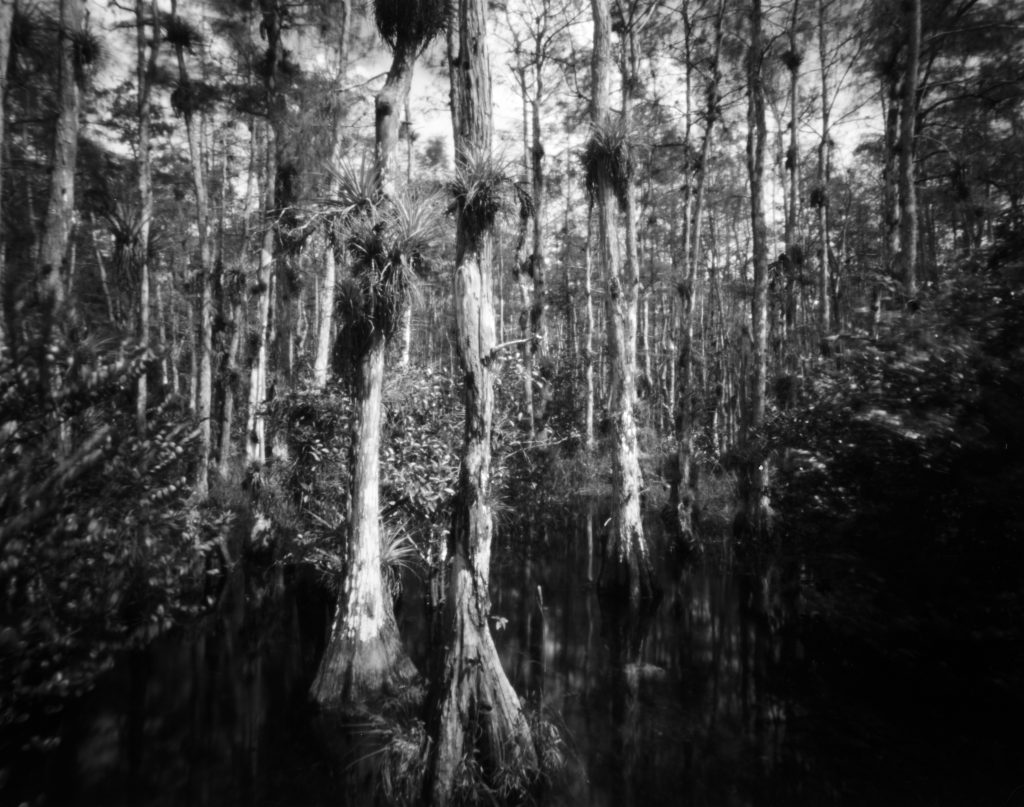 Beautiful landscape in the Big Cypress National preserve Big Cypress is adjacent to the Everglades in Florida. This image was captured on film with a pinhole camera. A pinhole camera has no lens, no electronics, and no viewfinder. Just an empty box with a tiny hole on one side and a plce to hold the film on the opposite side. That's it.