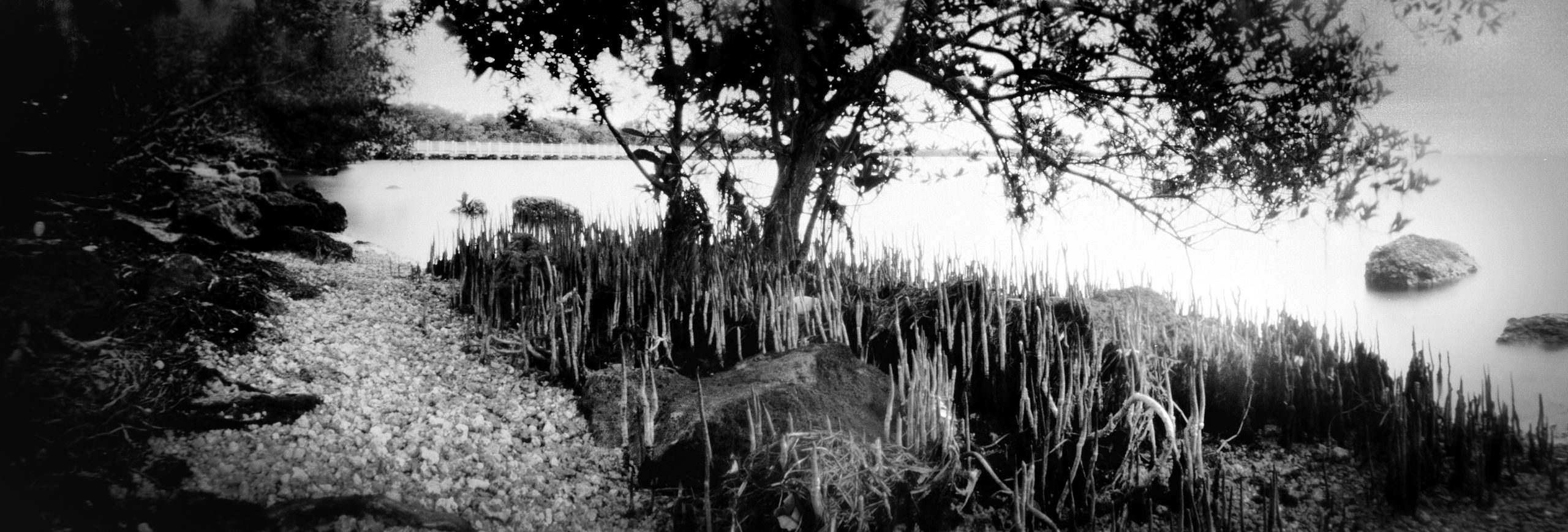This image was captured on film with a 6 x 17 extreme wide angle pinhole camera. A pinhole camera has no lens, no viewfinder, and no electronics.   Red Mangrove and Buttonwood trees in Biscayne National Park in Florida. Biscayne National Park is for the most part under water and therefore the largest underwater park in the US. The park stretches' from South Miami to Key Largo