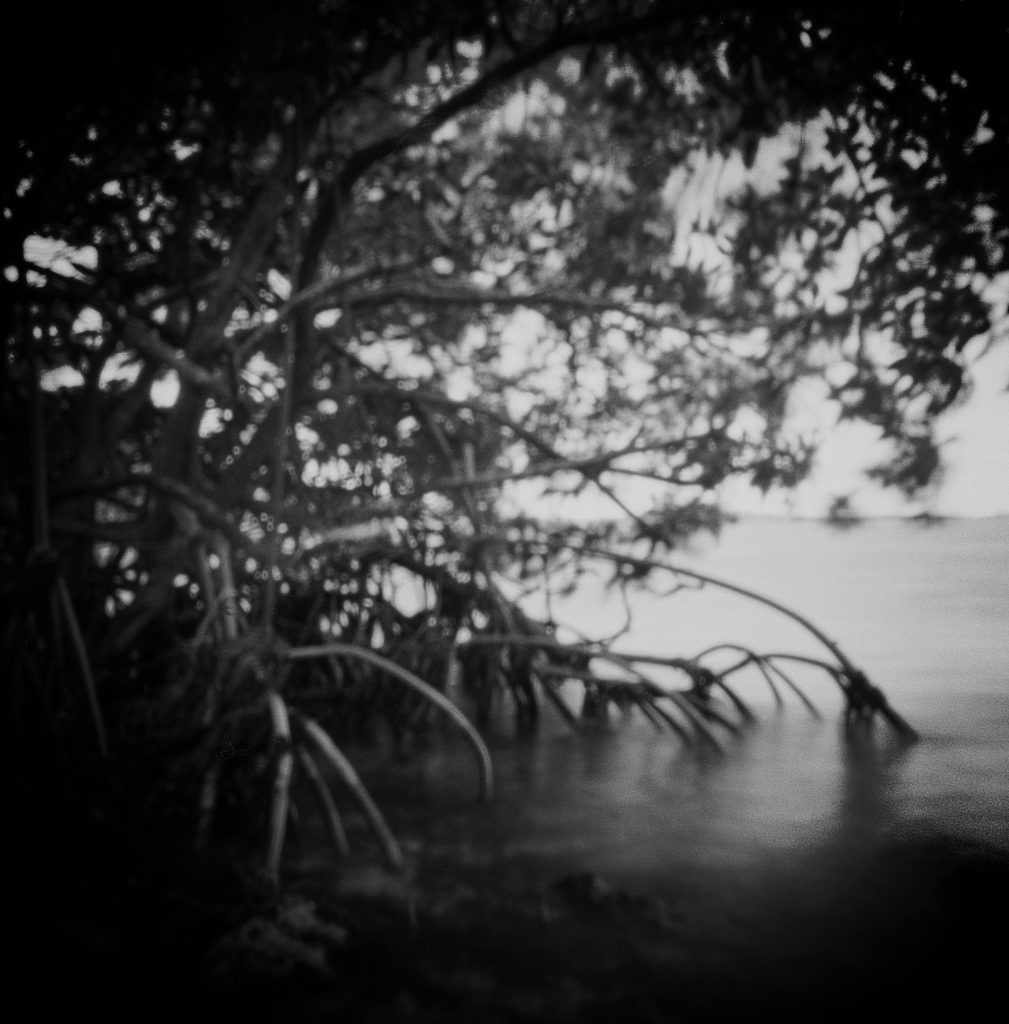 This image was captured on film with a 6 x 6 plastic toy camera with the lens removed and making it therefore a pinhole camera. A pinhole camera has no lens, no viewfinder, and no electronics.  Red Mangrove trees in Biscayne National Park in Florida. Biscayne National park is for the most part under water and therefore the largest underwater park in the US. The park stretches' from South Miami to Key Largo