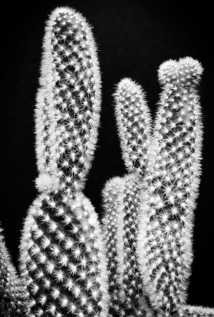 Close up of a cactus in black and white. Captured on film