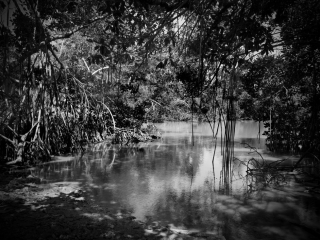 Coor Bay Pond, Everglades National Park, Florida. Captured on Film
