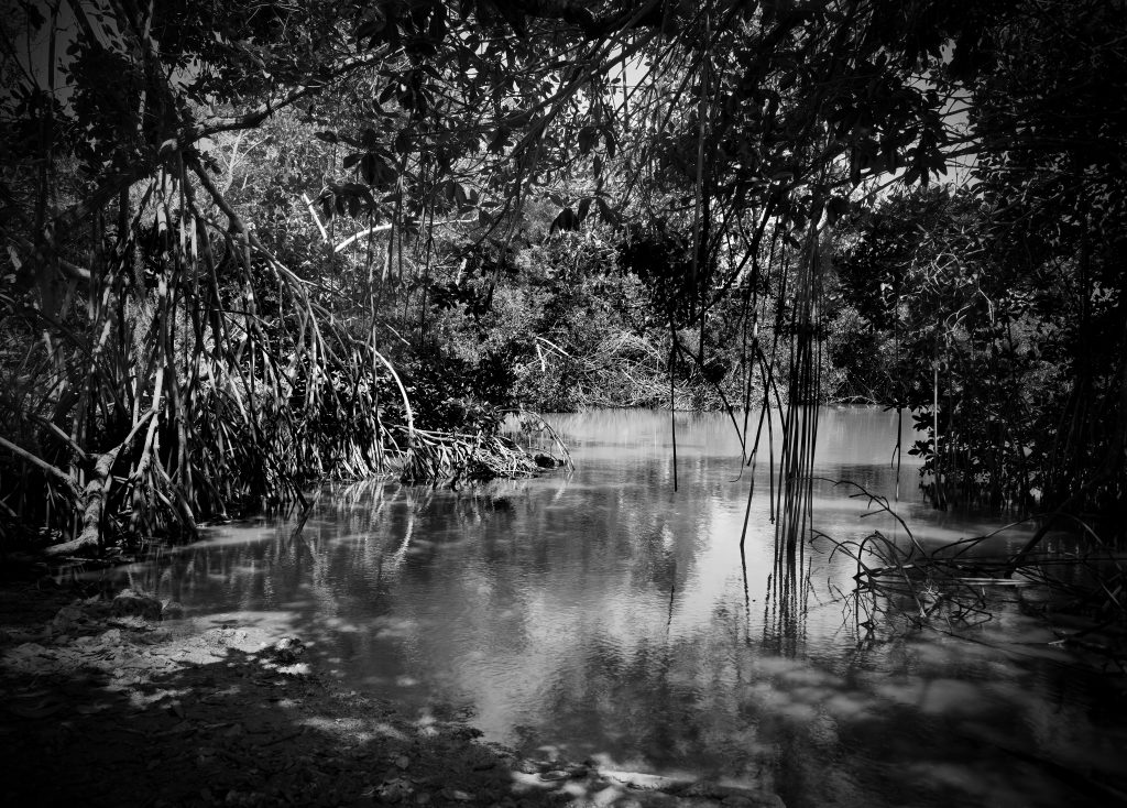 Coor Bay Pond, Everglades National Park, Florida. Captured on Film