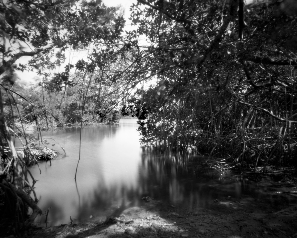 This image was captured on black and white film with a 4" x 5" (negative size) large format Camera. The Coot Bay pond in the Everglades National Park is one of the many lakes in the park.