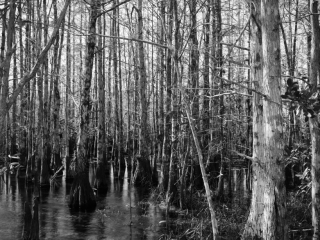 Inside a Cypress Dome in the Everglades National Park, Florida. Captured on Film