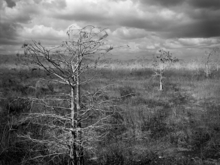 Dwaef Cypress trees in the Everglades National Park, FL. Captured on Film