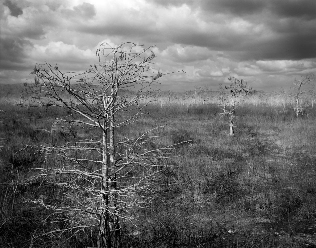 Dwaef Cypress trees in the Everglades National Park, FL. Captured on Film