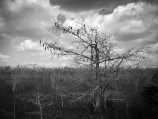 Dwarf Cypress tree in the Everglades National Park., Florida, Captured on Film