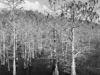 Dwarf Cypress tree in the Everglades National Park., Florida. Captured on Film