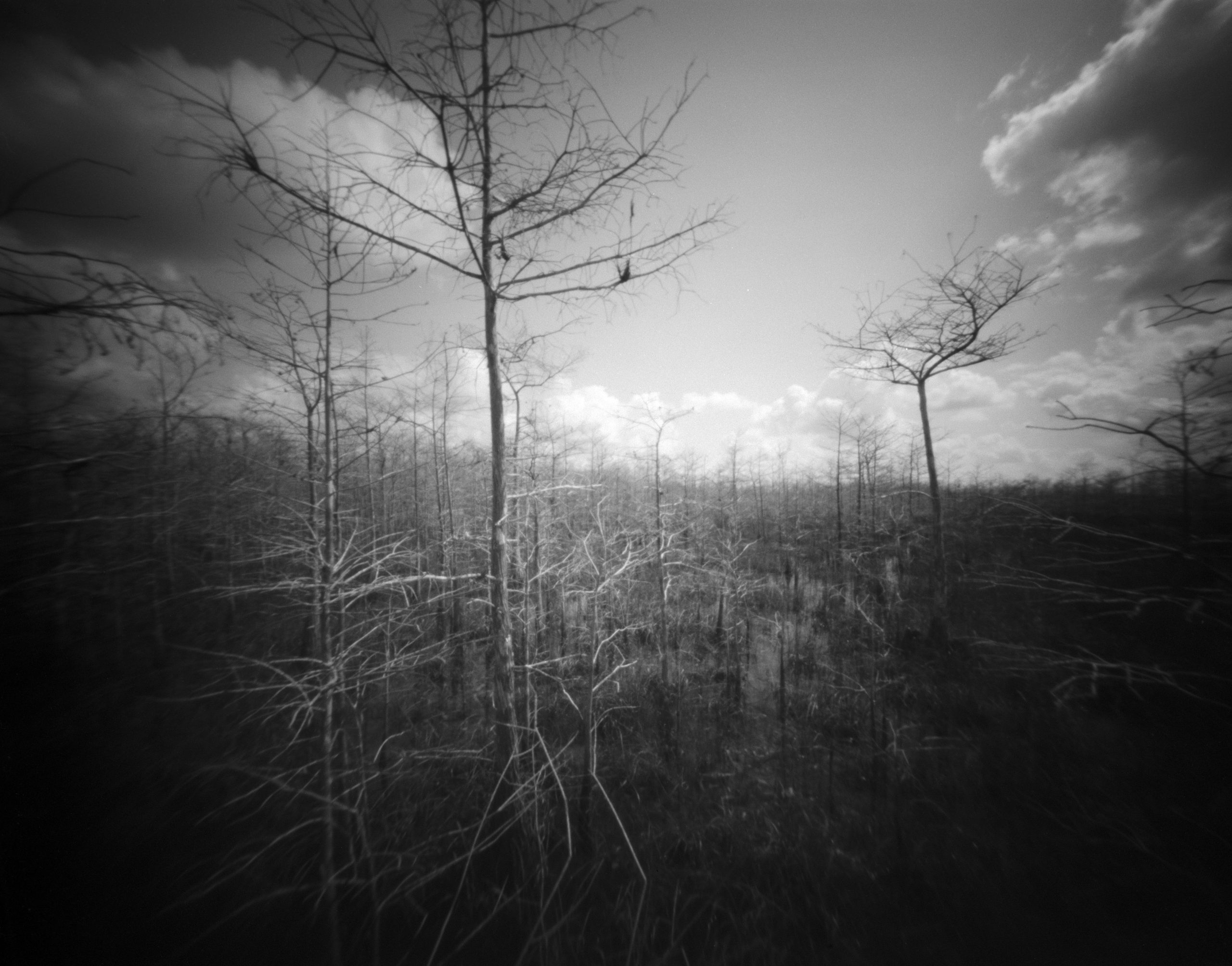 Everglades, Florida Pond cypress trees-2beautiful scene in the Everglades National Park  This image was captured with a home made large format pinhole camera with a 4 x 5 inch negative size film. No post processing was applied whatsoever. A pinhole camera has no lens, no viewfinder, and no light meter, and no electronics. Just a hole in a box.