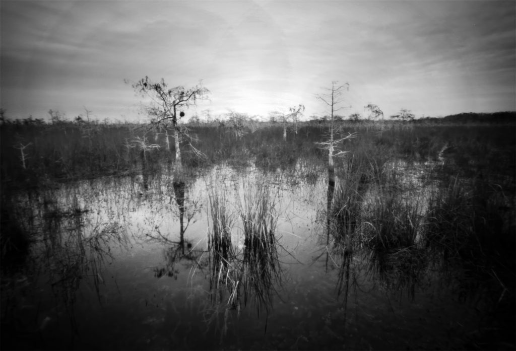 Dwarf Cypress Trees in B/WThis image was captured with a wooden Zero Image 6x9 cm Pinhole camera on black and white film. (no lens, no electronics, no viewfinder)   Dwarf Cypress trees growing the Florida Everglades.