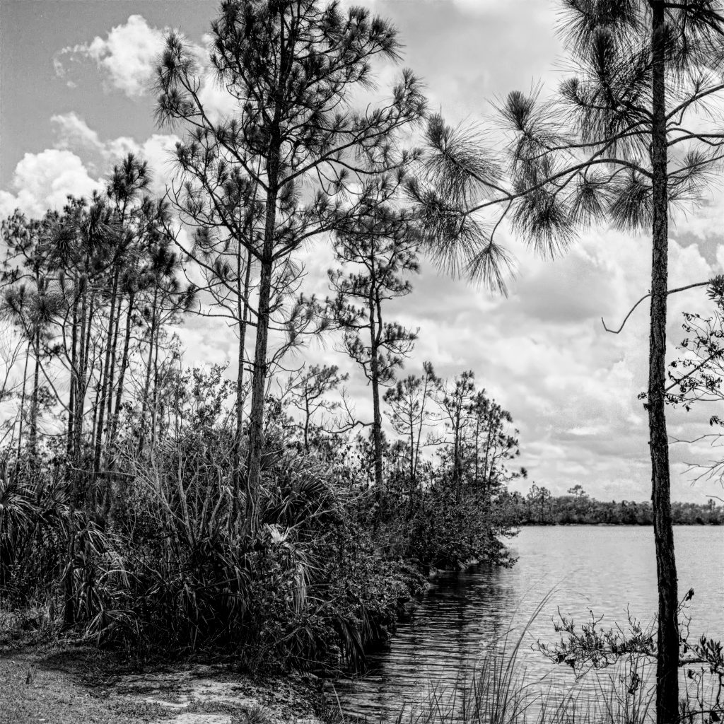 Slash Pines on the shores of Pine Glades Lake in the Everglades National Park, FL. Captured on Film