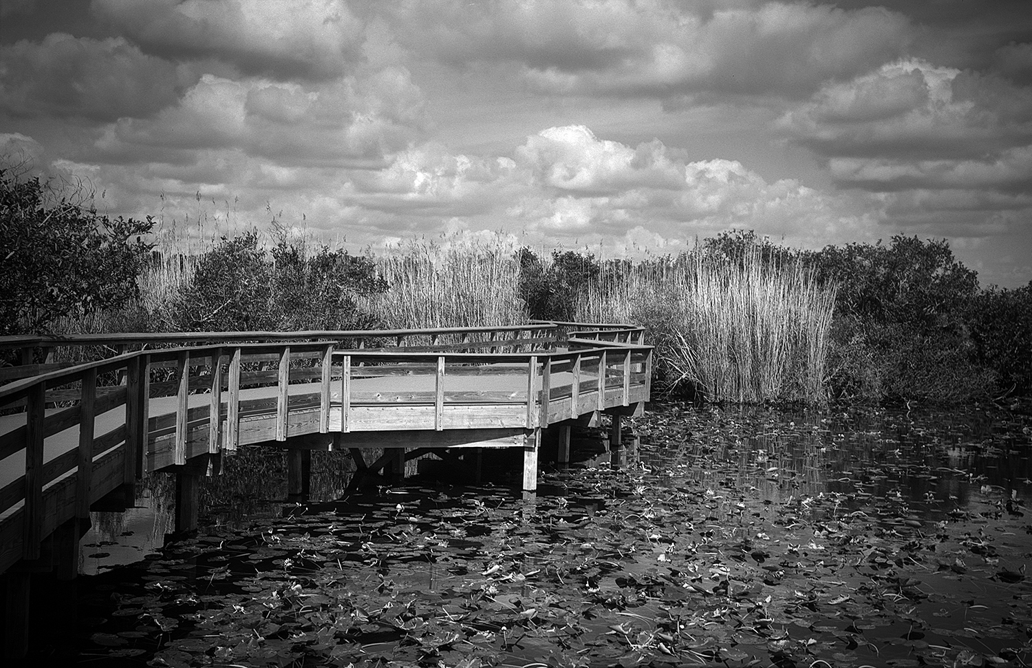 Boardwalk on the Anhinga trail in the Florida Everglades National Park. Captured on Film