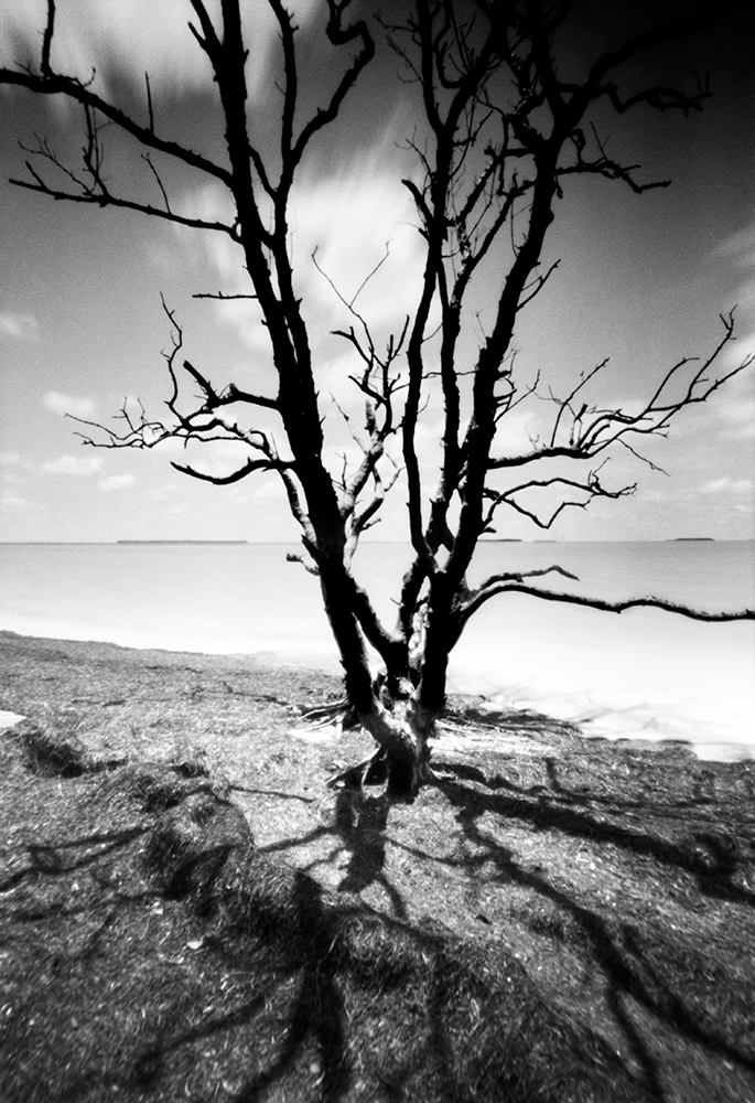 Dead tree at flamingo Point in the Everglades National Park. Captured on film with a pinhole camera