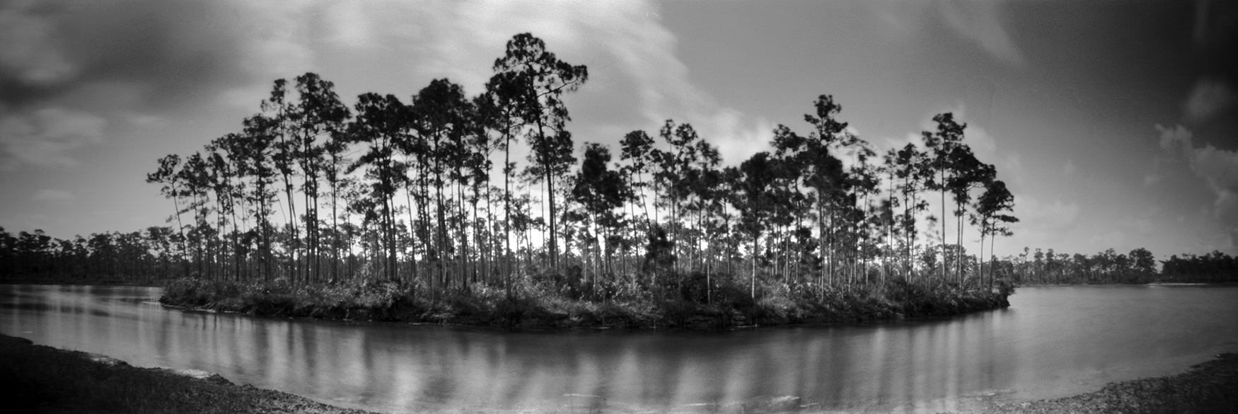 Pine trees on Long Pine Key In the Everglades National Park, Florida. Captured on film with a pinhole camera