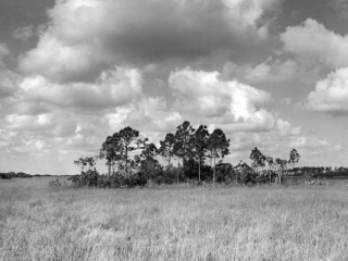 Slash Pine Island in the Shark River Slough in the Everglades National Park, FL. Captured on Film