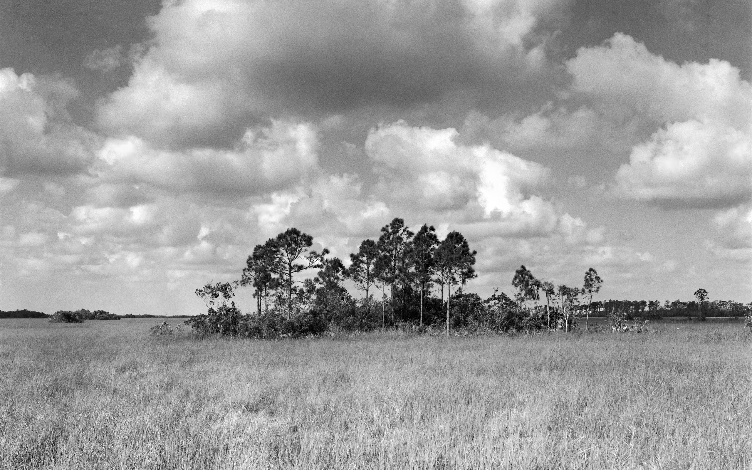 Slash Pine Island in the Shark River Slough in the Everglades National Park, FL. Captured on Film