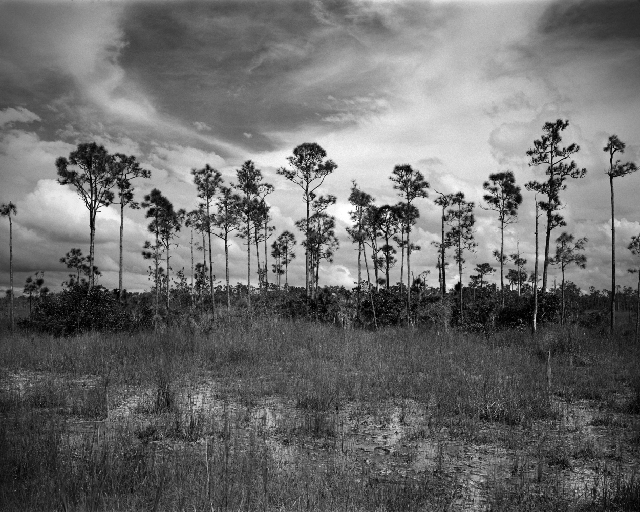 Beautiful view of a landscape in the Florida Everglades National Park. This image was captured on black and white film with a 4" x 5" (negative size) large format Camera.