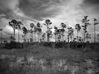Beautiful view of a landscape in the Florida Everglades National Park. This image was captured on black and white film with a 4" x 5" (negative size) large format Camera.
