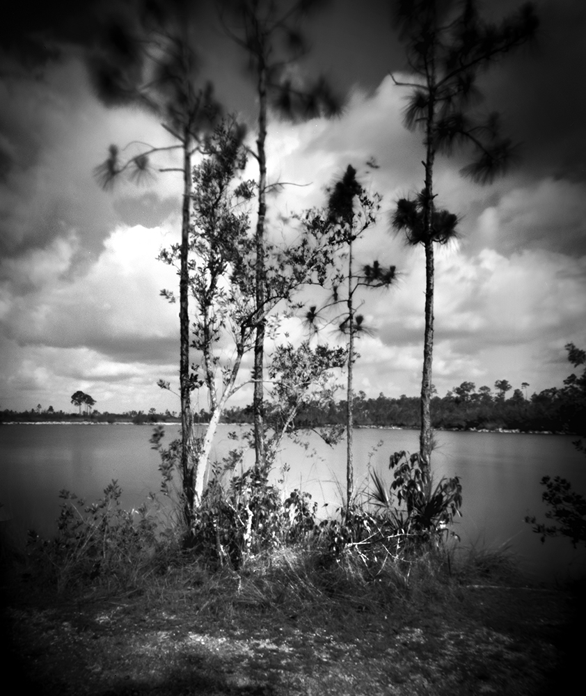 Slash Pines at one of the many lakes in the FLorida Everglades National Park. Captured on film with a pinhole camera