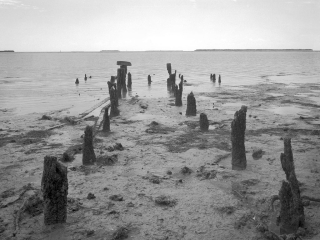View of the Florida Bay at Flamingo Point, the most southern point of The Everglades National Park. Captured on the Guy Bradley Trail.  This image of the Florida Everglades was captured on old school analog film with a large format camera. The film was developed by the photographer. After professionally scanning, besides some old school local contrast adjustments (dodging and burning) no post processing was applied. Film photography gives a tone and &ldquo;feel&rdquo; to the image that only film photography can accomplish.