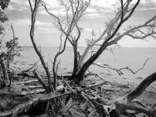 View of the Florida Bay at Flamingo Point, the most southern point of The Everglades National Park. Captured on the Guy Bradley Trail.  This image of the Florida Everglades was captured on old school analog film with a large format camera. The film was developed by the photographer. After professionally scanning, besides some old school local contrast adjustments (dodging and burning) no post processing was applied. Film photography gives a tone and &ldquo;feel&rdquo; to the image that only film photography can accomplish.