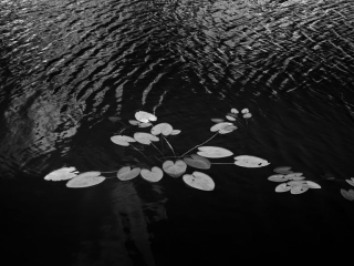 water lilies floating in one of the many waters of the eberglades Natioanl Park, FL Captured on Film