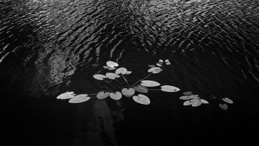water lilies floating in one of the many waters of the eberglades Natioanl Park, FL Captured on Film