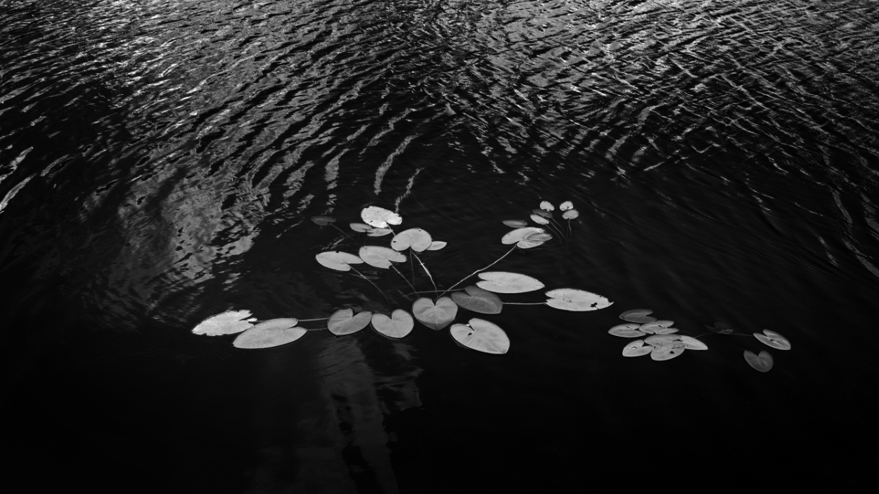 Leaves in dark rippling waters in the Florida Everglades. Captured on black and white film with a large format camera. Home developed.