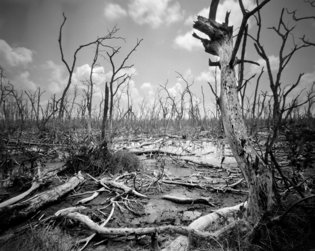 Devastated Mangrobve forest after 2 hurricanes in the Florida Everglades National Park. Captured on film with a pinhole camera.