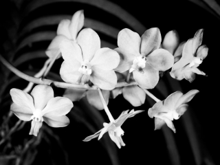 close up for orchids in black and white. Captured on film