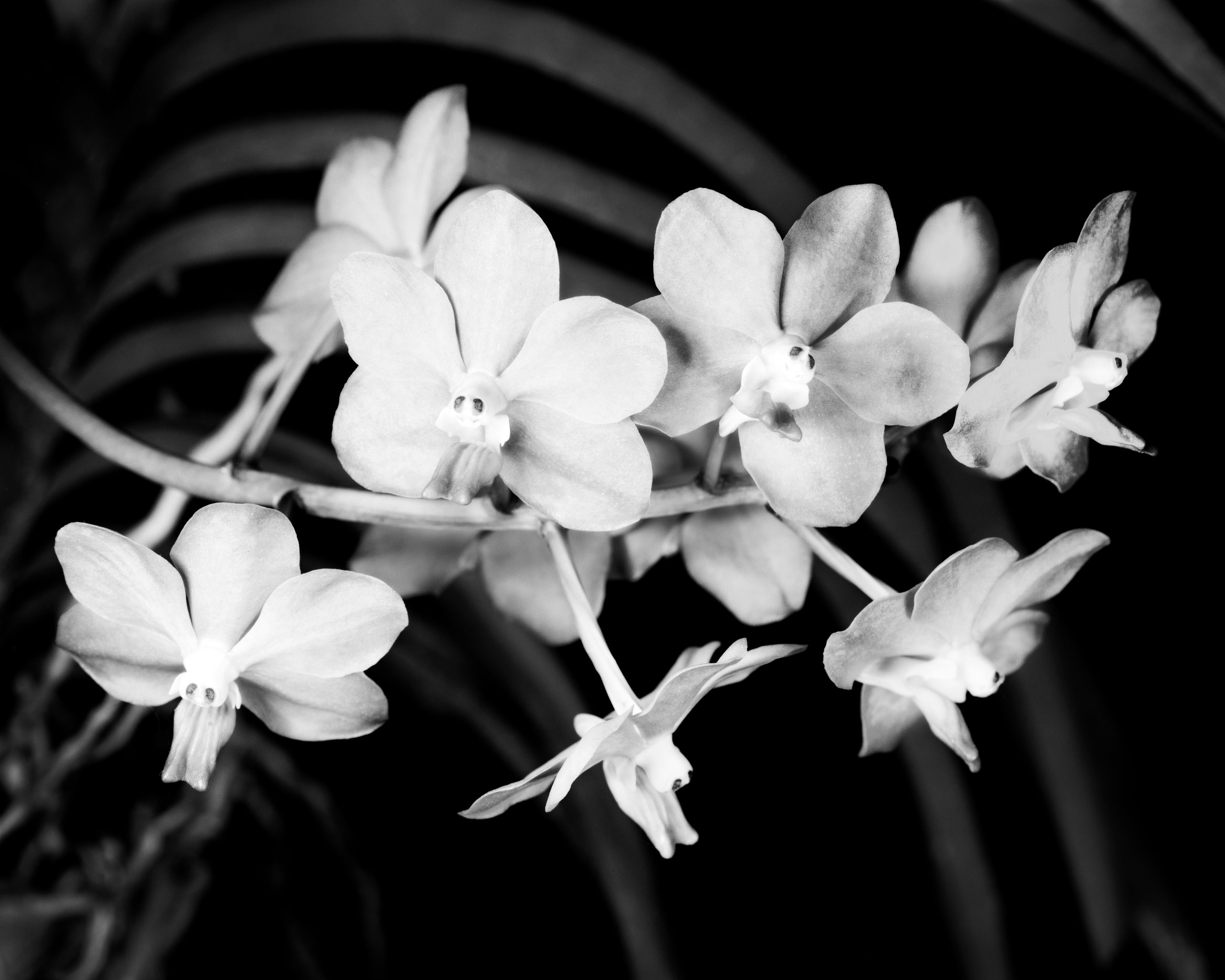 close up for orchids in black and white. Captured on film