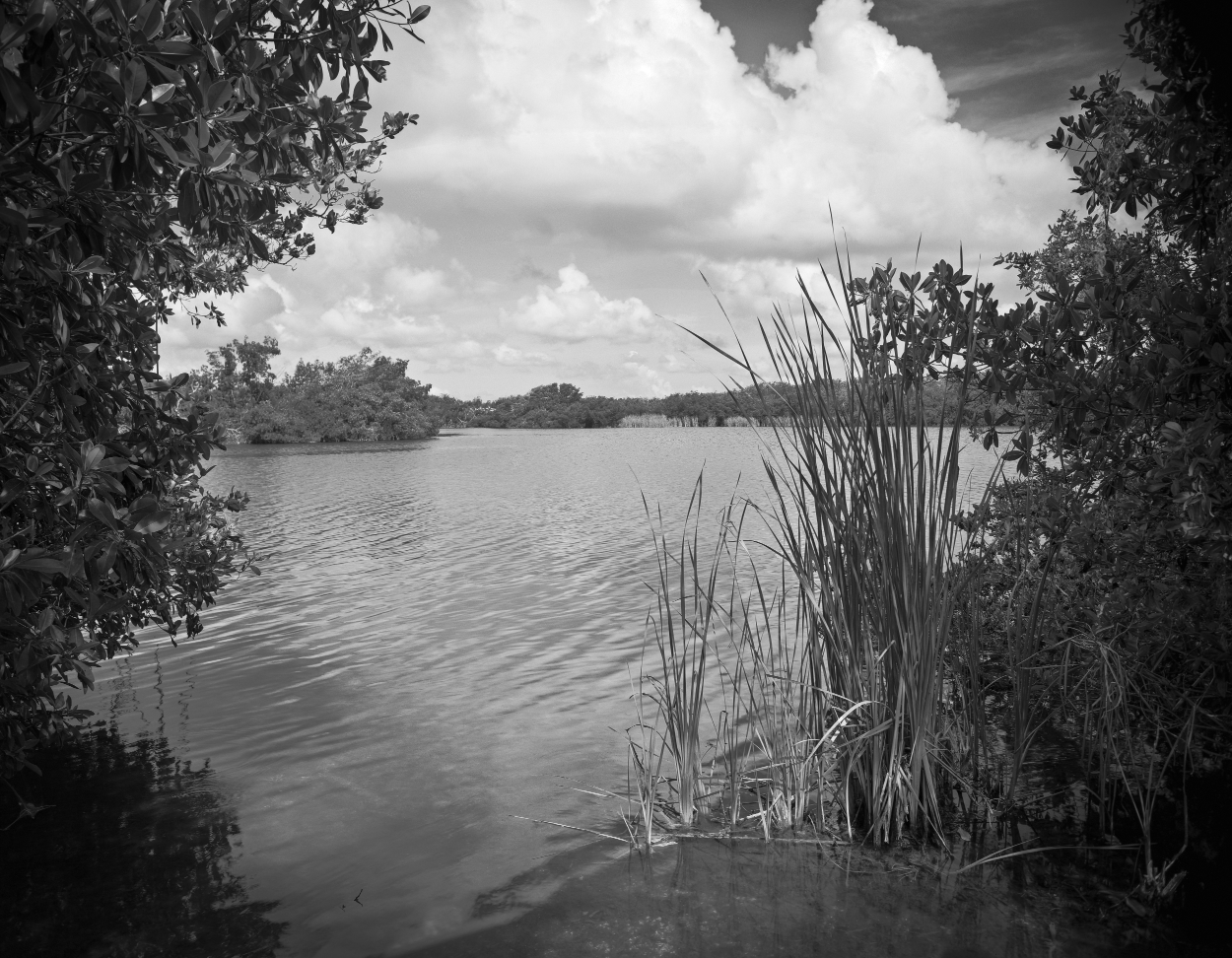 Beautiful monochrome view of the Paurotis Pond in the Florida Everglades Landscape Captured on film with a 4 x 5 inch negative size large format camera.. The Paurotis Pond is one of the main nesting areas for birds in the park.