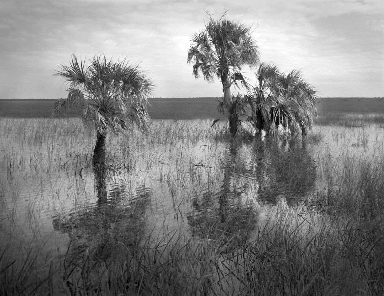 Lonely palm trees in the Taylor Slough in the Florida Everglades. A slough is a slow moving body of water. A very shallow river really and the Taylor slough is the smaller of the the two main sloughs in the Everglades. This image was captured on 4 x 5 inch B/W sheet film with a wooden large format camera. Other than some burning and dodging ,what could have been done in a traditional darkroom, no post processing was applied