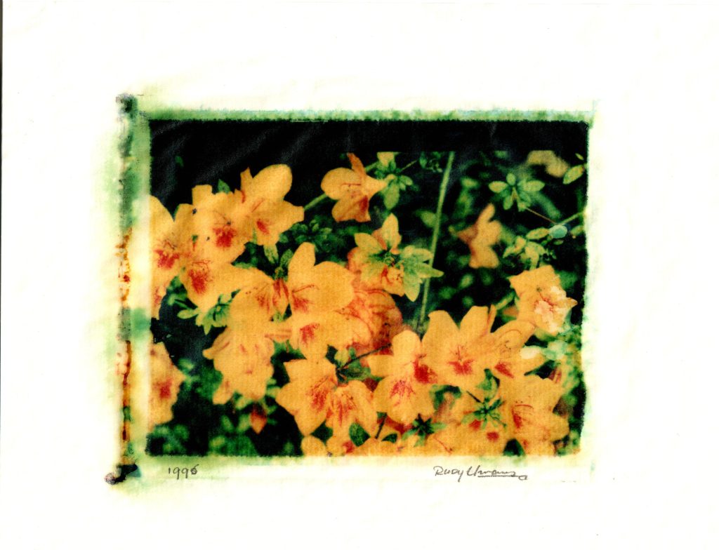 colorfull flowers captured on polaroid film and transferred to artpaper half way the polaroid developing process