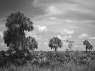 Prairie with slash Pines and Palmetto Palm Trees in the Big Cyppress National Preserve, FL. Captured on Film
