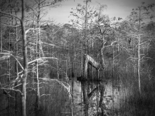 This image was captured on 4 x 5 inch B/W sheet film with a wooden large format camera. Other than some burning and dodging ,what could have been done in a traditional darkroom, no post processing was applied  beautiful scene in the Everglades National Park. Dwarf Pond Cypress trees are actually regular Pond Cypress trees, but stay small due to poor and dry soil. They also loose their needles or scales in the winter as in this image.