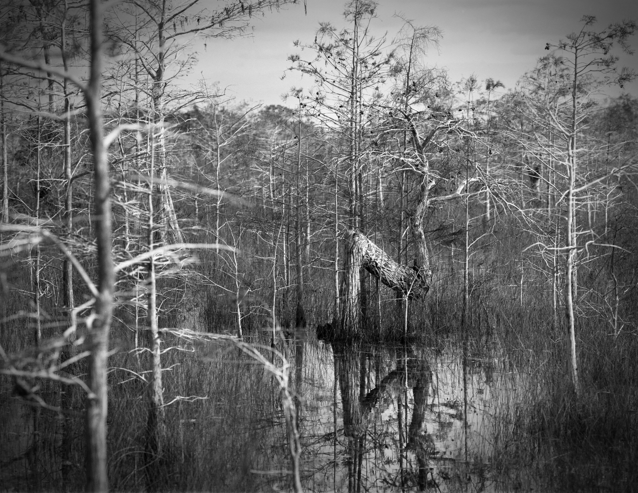 This image was captured on 4 x 5 inch B/W sheet film with a wooden large format camera. Other than some burning and dodging ,what could have been done in a traditional darkroom, no post processing was applied beautiful scene in the Everglades National Park. Dwarf Pond Cypress trees are actually regular Pond Cypress trees, but stay small due to poor and dry soil. They also loose their needles or scales in the winter as in this image.