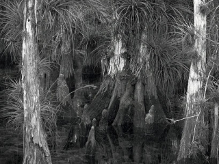 Intimate view of a cluster of pond Cypress trees in the Florida Everglades National Park. A cluster like this is called a Cypress Head and is caused by an indentation in the ground that fills up with water. This water causes the Cypress trees to grow larger than the surrounding trees. Hence the name. Sometimes this indentations are dug out by alligators.  This image of the Florida Everglades was captured on old school analog film with a large format camera. Film photography gives a tone and &ldquo;feel&rdquo; to the image that only film photography can accomplish. The film was developed by the photographer. After scanning, besides some old school local contrast adjustments (dodging and burning) no post processing was applied.